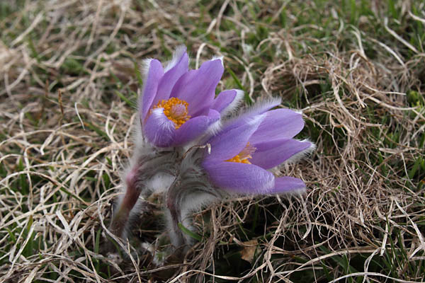 Pulsatille de Haller, Pulsatilla halleri, Pic de Gleize, Hautes-Alpes , juin 2014