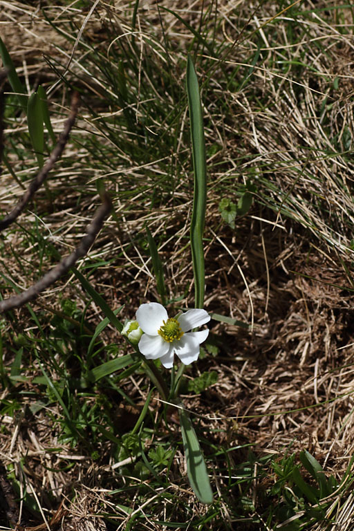 Renoncule de kuepfer, Ranunculus kuepferi, Dvoluy, Hautes-Alpes , juin 2014