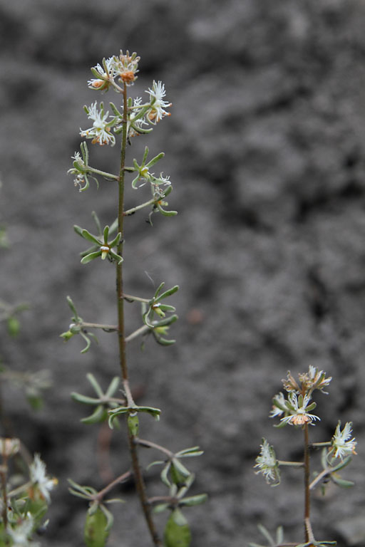 Rsda raiponce, Reseda phyteuma, Chabottes, Hautes-Alpes , juin 2014