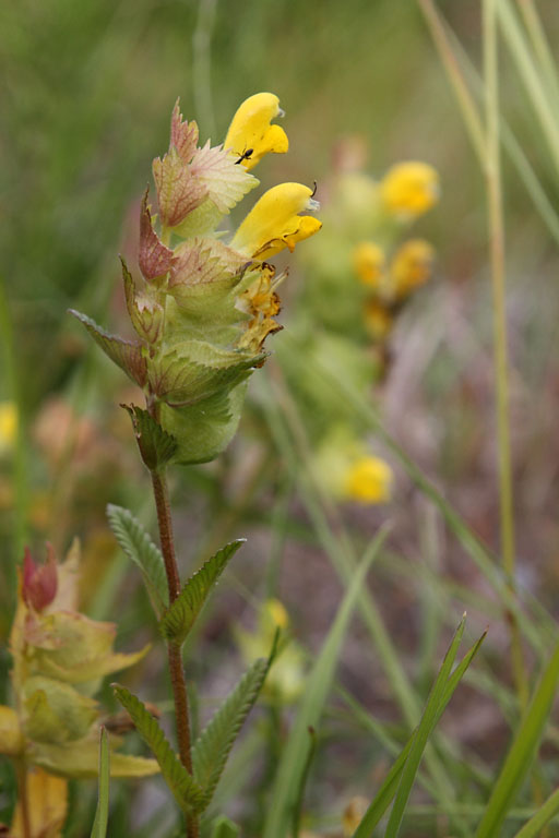 Petit Rhinanthe, Rhinanthus minor, Chabottes, Hautes-Alpes , juin 2014