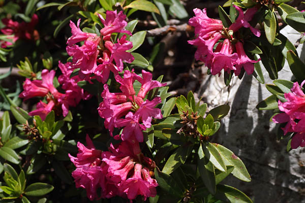 Rhododendron ferrugineux, Rhododendron ferrugineum, Dvoluy, Hautes-Alpes , juin 2014