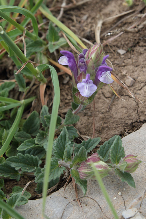 Scutellaire des Alpes, Scutellaria alpina, Pic de Gleize, Hautes-Alpes , juin 2014