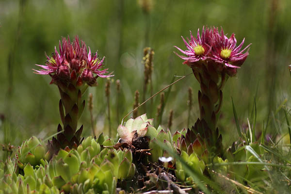 Joubarbe des montagnes, Sempervivum montanum, Valgaudemar, Hautes-Alpes , juin 2014