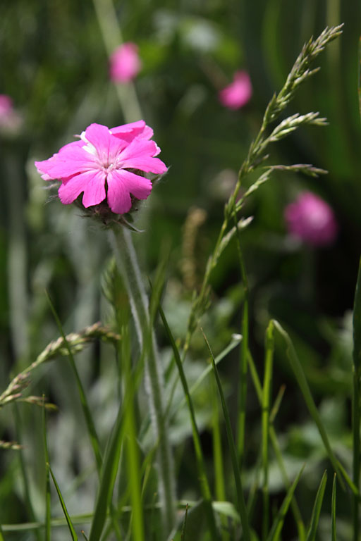 Lychnis fleur de Jupiter, Lychnis flos-jovis, Pic de Gleize, Hautes-Alpes , juin 2014