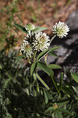 Trfle des montagnes, Trifolium montanum, Pic de Gleize, Hautes-Alpes , juin 2014