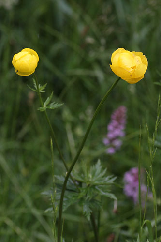 Trolle d'Europe, Trollius europaeus, plateau Bayard, Hautes-Alpes , juin 2014