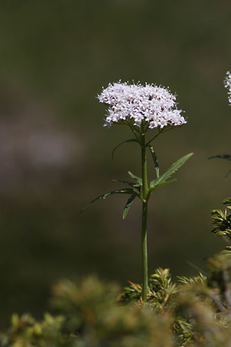 Valriane trisque, Valeriana tripteris, Valgaudemar, Hautes-Alpes , juin 2014