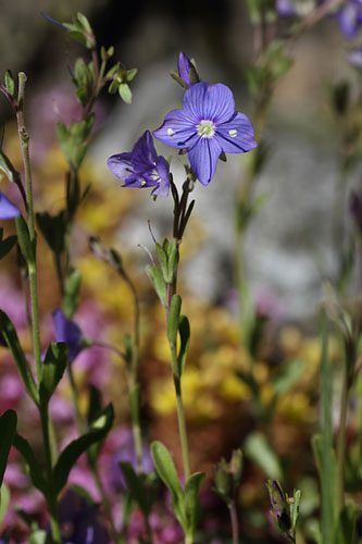 Vronique des rochers, Veronica fruticans, Valgaudemar, Hautes-Alpes , juin 2014