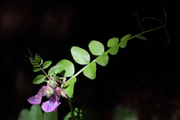 Vesce des haies, Vicia sepium, Dvoluy, Hautes-Alpes , juin 2014