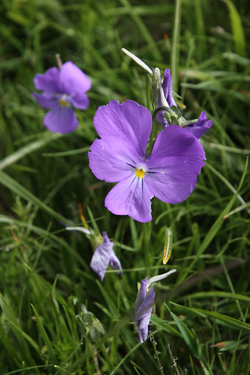 Pense des Alpes, Viola calcarata, Pic de Gleize, Hautes-Alpes , juin 2014