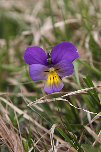 Pense des Alpes, Viola calcarata, Pic de Gleize, Hautes-Alpes , juin 2014