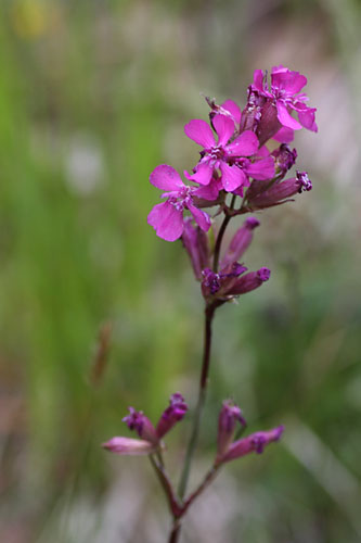 Silne visqueux, Viscaria vulgaris, Valle de Molines-en-Champsaur, Hautes-Alpes , juin 2014