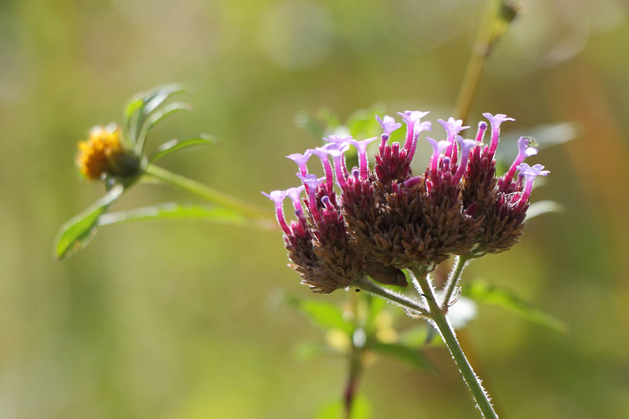 Une fleur de fleurs
