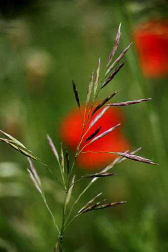 Gramine