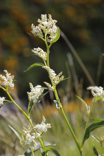 Renoue des Alpes, Aconogonum alpinum, Valle d'Err, Pyrnes-orientales, juin 2016