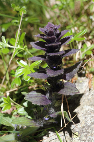 Bugle en pyramide, Ajuga pyramidalis, Port-Puymorens, Pyrnes-orientales, juin 2016