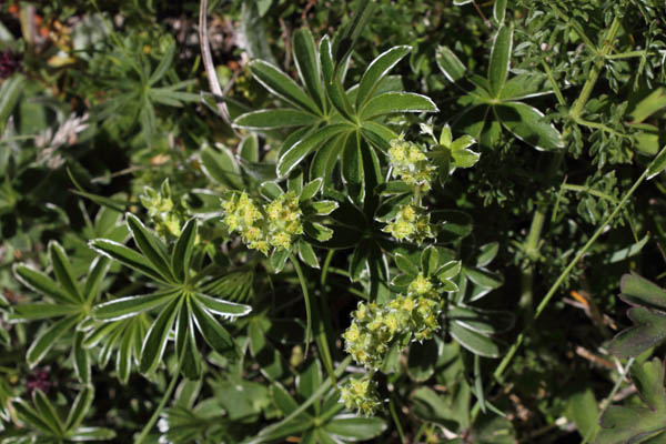 Alchemille des Alpes, Alchemilla alpina, Valle d'Eyne, Pyrnes-orientales, juin 2016
