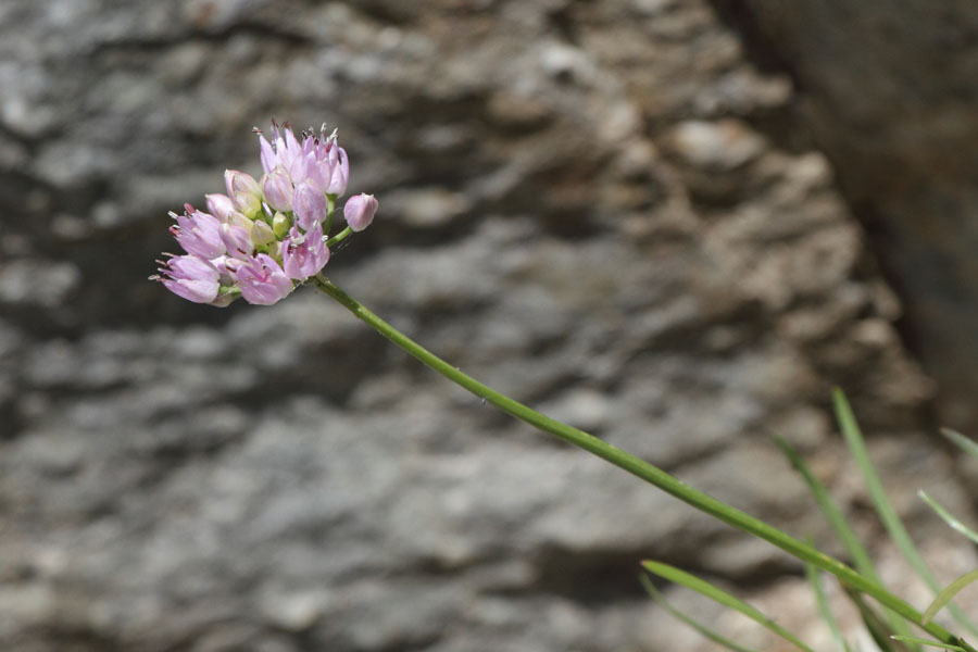 Ail des montagnes, Allium lusitanicum, Gorges du Sgre, Pyrnes-orientales, juin 2016
