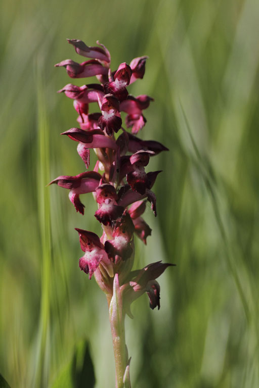 Orchis de Martrin-Donos, Anacamptis coriophora subsp. martrinii, Enveitg, Pyrnes-orientales, juin 2016