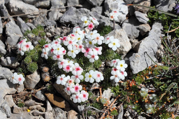 Androsace velue, Androsace villosa, La Molina, Pyrnes-orientales, juin 2016