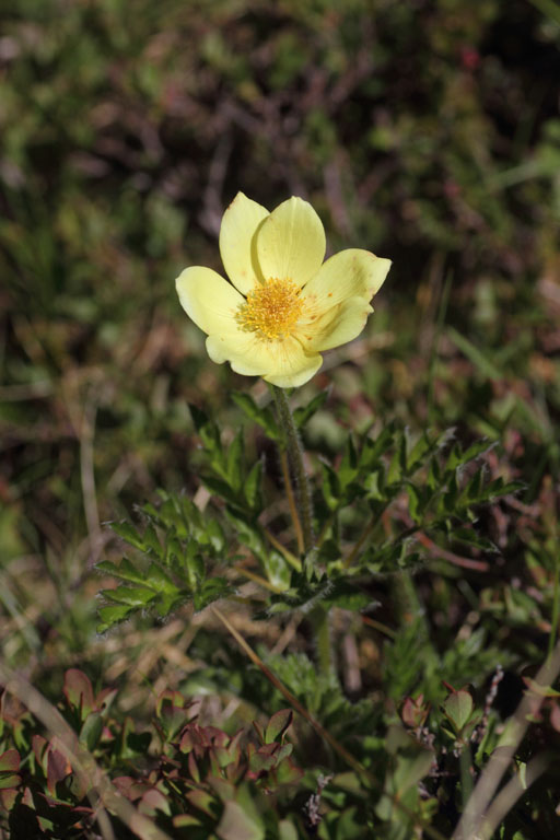 Pulsatille soufre, Anemone alpina subsp. apiifolia, Pas de la Case, Pyrnes-orientales, juin 2016