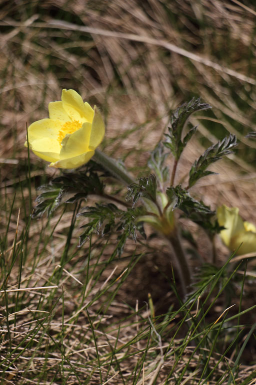 Pulsatille soufre, Anemone alpina subsp. apiifolia, Pas de la Case, Pyrnes-orientales, juin 2016
