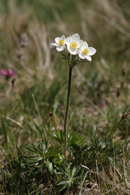 Pulsatille printanire, Anemone vernalis, Pas de la Case, Pyrnes-orientales, juin 2016