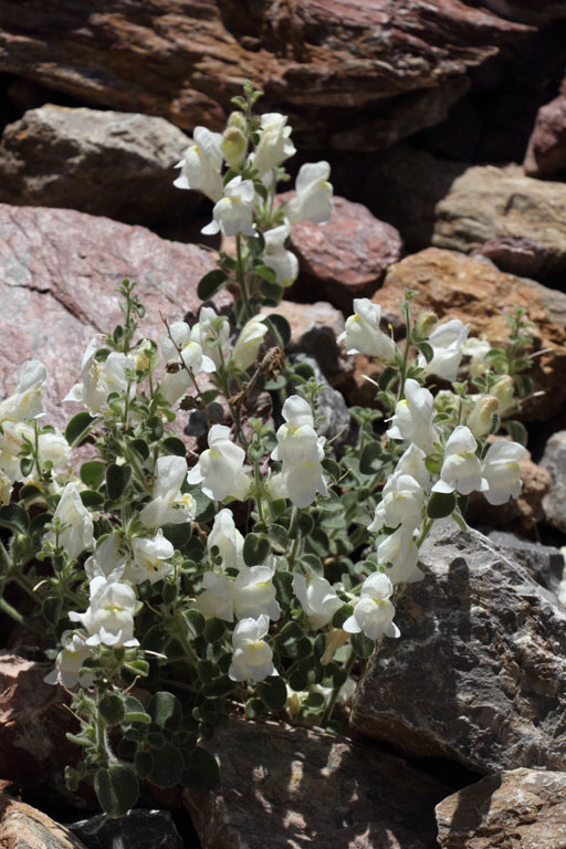 Muflier mou, Antirrhinum molle, Bellver de Cerdanya, Pyrnes-orientales, juin 2016