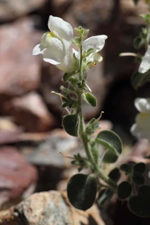 Muflier mou, Antirrhinum molle, Bellver de Cerdanya, Pyrnes-orientales, juin 2016