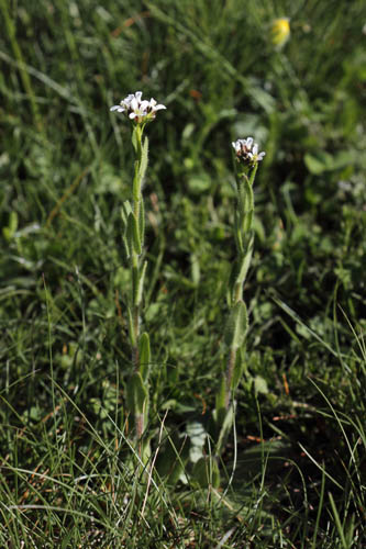 Arabette cilie, Arabis ciliata, La Molina, Pyrnes-orientales, juin 2016