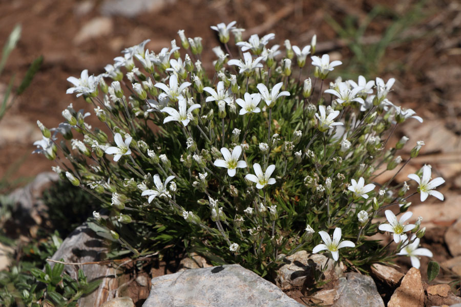 Sabline  grandes fleurs, Arenaria grandiflora, La Molina, Pyrnes-orientales, juin 2016