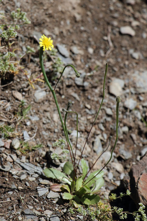 Arnosris naine, Arnoseris minima, Port-Puymorens, Pyrnes-orientales, juin 2016