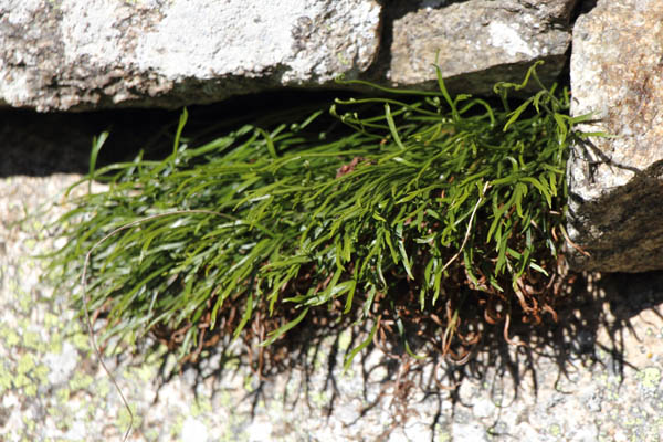 Asplnium du nord, Asplenium septentrionale, Port-Puymorens, Pyrnes-orientales, juin 2016