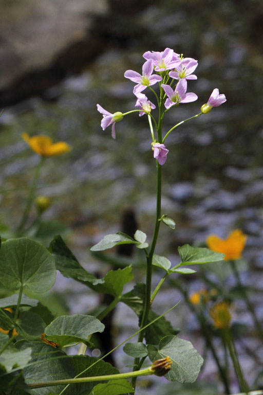 Cardamine  feuilles de radis, Cardamine raphanifolia, Port-Puymorens, Pyrnes-orientales, juin 2016