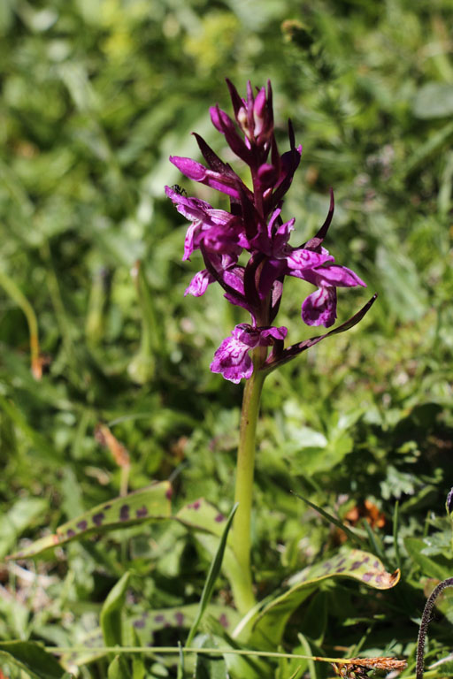 Orchis de mai, Dactylorhiza majalis subsp. majalis, Valle d'Eyne, Pyrnes-orientales, juin 2016