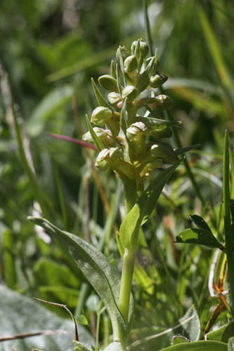 Orchis grenouille, Dactylorhiza viridis, Valle d'Eyne, Pyrnes-orientales, juin 2016