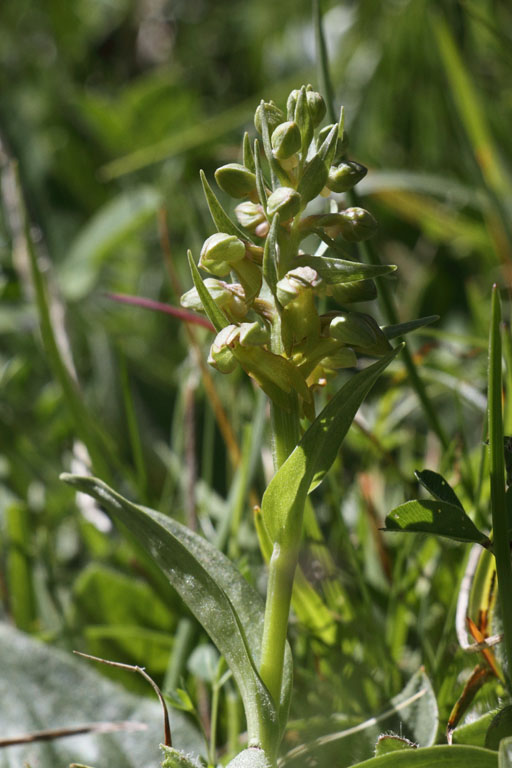 Orchis grenouille, Dactylorhiza viridis, Valle d'Eyne, Pyrnes-orientales, juin 2016