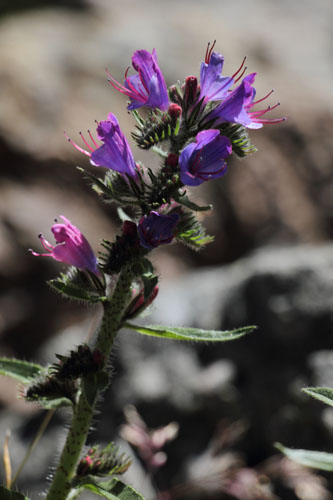 Viprine commune, Echium vulgare, Valle d'Eyne, Pyrnes-orientales, juin 2016