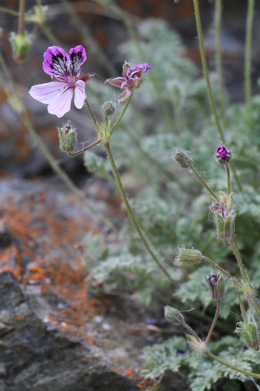 Erodium glanduleux, Erodium glandulosum, Gorges du Sgre, Pyrnes-orientales, juin 2016