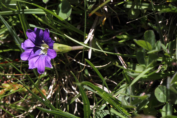 Gentiane des Pyrnes, Gentiana pyrenaica, Valle d'Eyne, Pyrnes-orientales, juin 2016