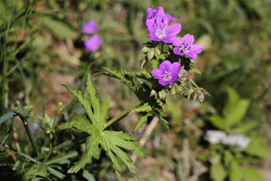 Granium des bois, Geranium sylvaticum, Valle d'Eyne, Pyrnes-orientales, juin 2016