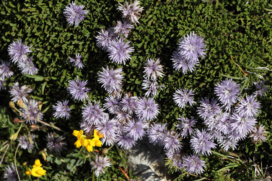 Globulaire rampante, Globularia repens, La Molina, Pyrnes-orientales, juin 2016