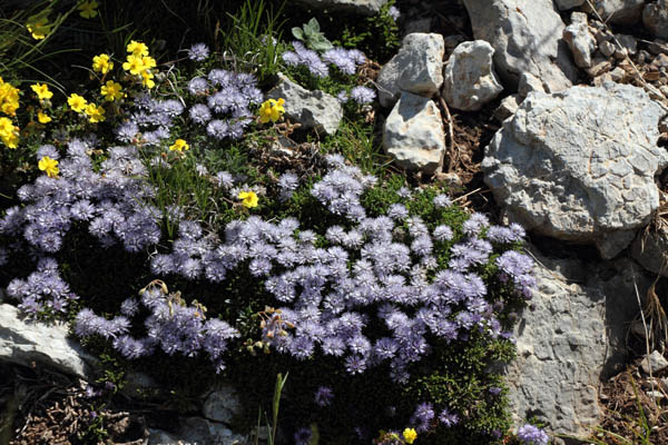 Globulaire rampante, Globularia repens, La Molina, Pyrnes-orientales, juin 2016