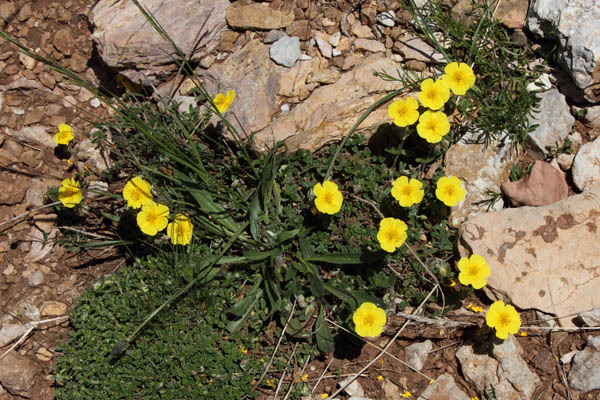 Hlianthme d'Italie, Helianthemum italicum, La Molina, Pyrnes-orientales, juin 2016