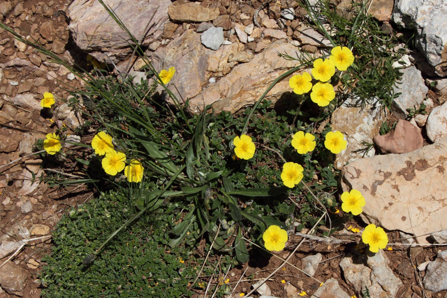 Hlianthme d'Italie, Helianthemum italicum, La Molina, Pyrnes-orientales, juin 2016