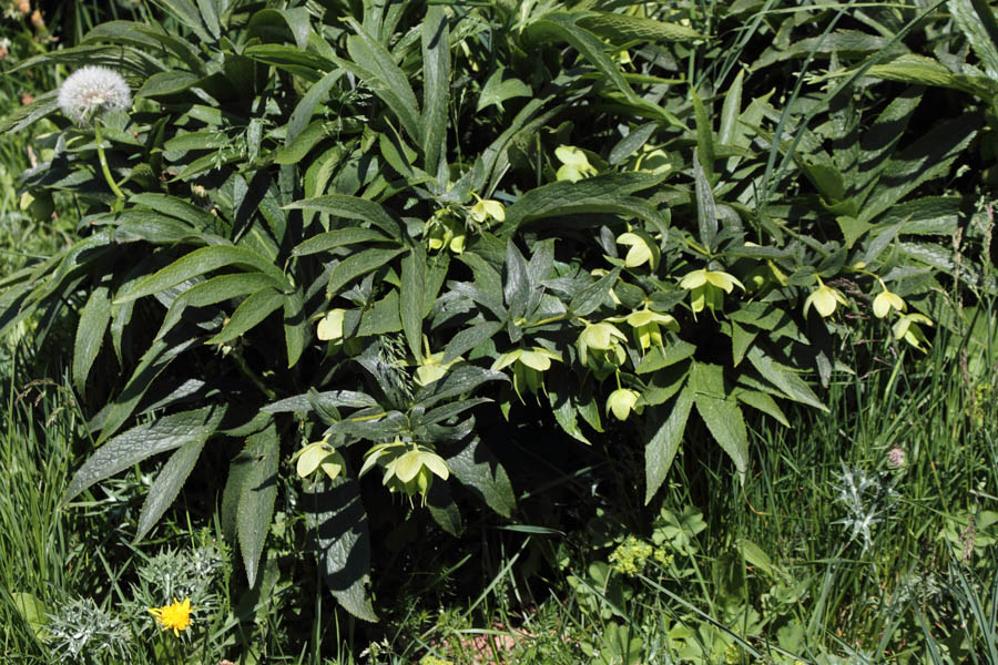 Hellbore vert, Helleborus viridis, La Molina, Pyrnes-orientales, juin 2016