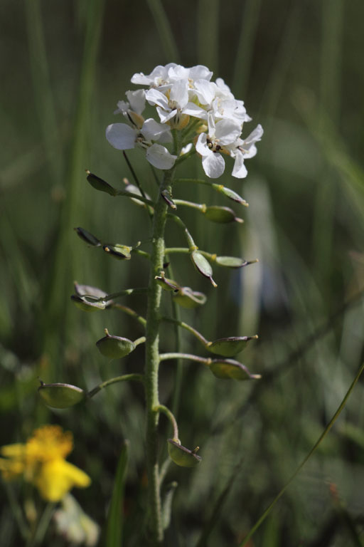 Alysson de Lapeyrouse, Hormathophylla lapeyrousiana, La Molina, Pyrnes-orientales, juin 2016