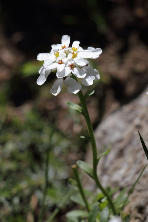 Iberis toujours vert, Iberis sempervirens, Valle d'Eyne, Pyrnes-orientales, juin 2016