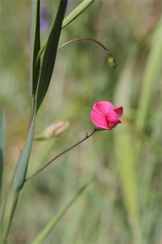 Gesse de Nissole, Lathyrus nissolia, Enveitg, Pyrnes-orientales, juin 2016