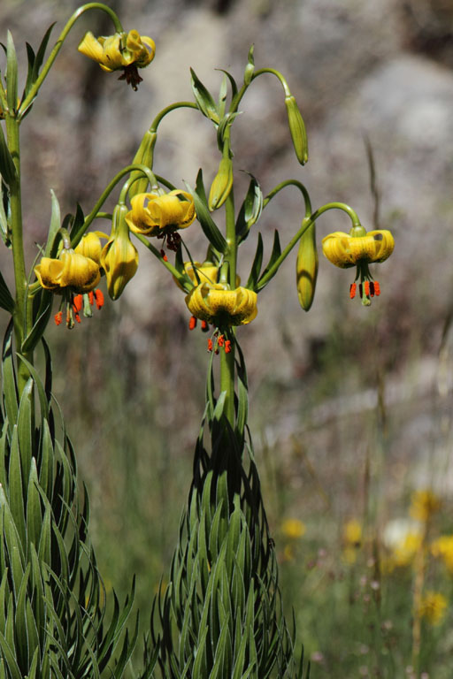 Lis des Pyrnes, Lilium pyrenaicum, Port-Puymorens, Pyrnes-orientales, juin 2016